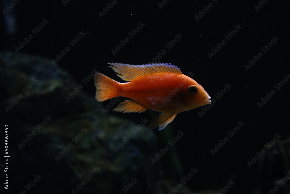 Fototapeta premium Cichlid colorful fish in aquarium