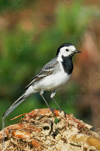 White bird wagtail sits on the roots. Green blurred background, selective focus