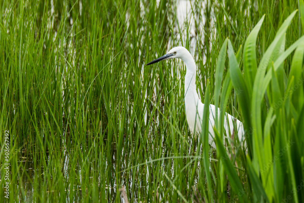 Little egret in Aiguamolls De L Emporda Nature Park, Spain Little egret in Aiguamolls De L Emporda Nature Park, Spain