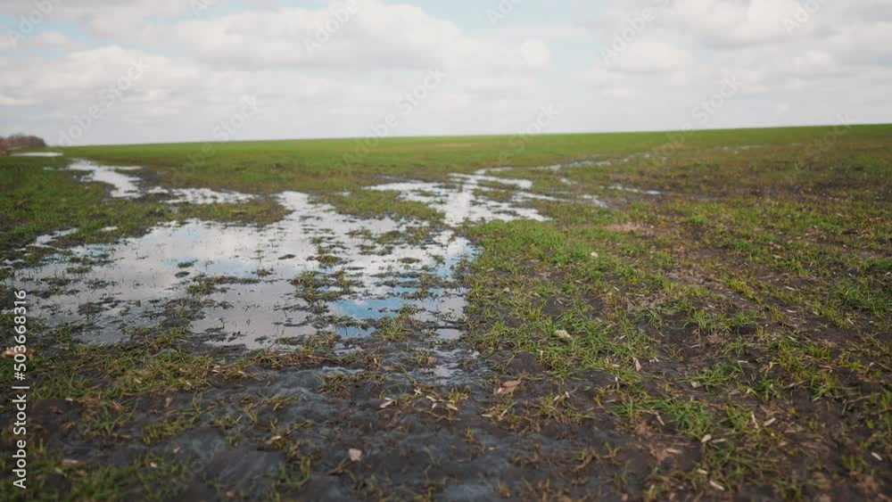 green sprouts of wheat on the field in early spring. large puddle of water after irrigation. agribusiness concept of green wheat field. plant growing of young green wheat on a field water landscape green sprouts of wheat on the field in early spring. large puddle of water after irrigation. agribusiness concept of green wheat field. plant growing of young green wheat on a field water landscape