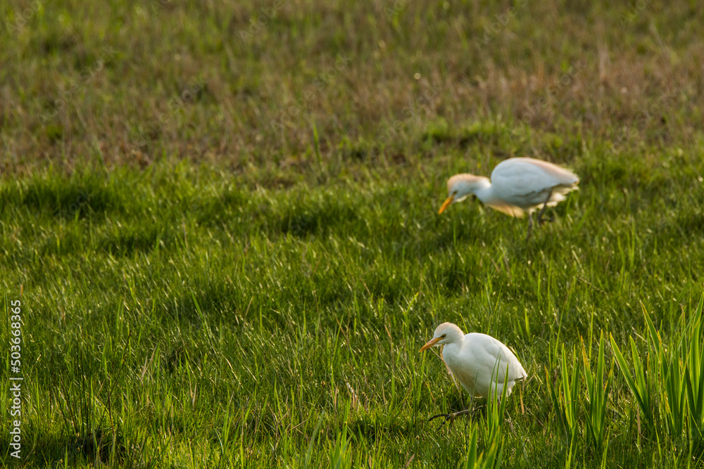 Cattle egret (Bubulcus ibis) in Aiguamolls De L Emporda Nature Reserve, Spain Cattle egret (Bubulcus ibis) in Aiguamolls De L Emporda Nature Reserve, Spain