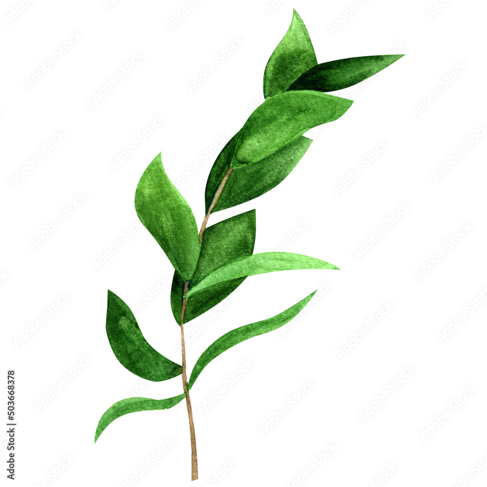 Naklejka premium Summer nature jungle green. Tropical botanical print. Green leaves. Watercolor illustration isolated. Leaf on white background. Palm leaf print. Exotic leaves illustration. Greenery art.