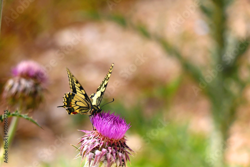 Old world swallowtail butterfly on purple wildflower. Selective focus.