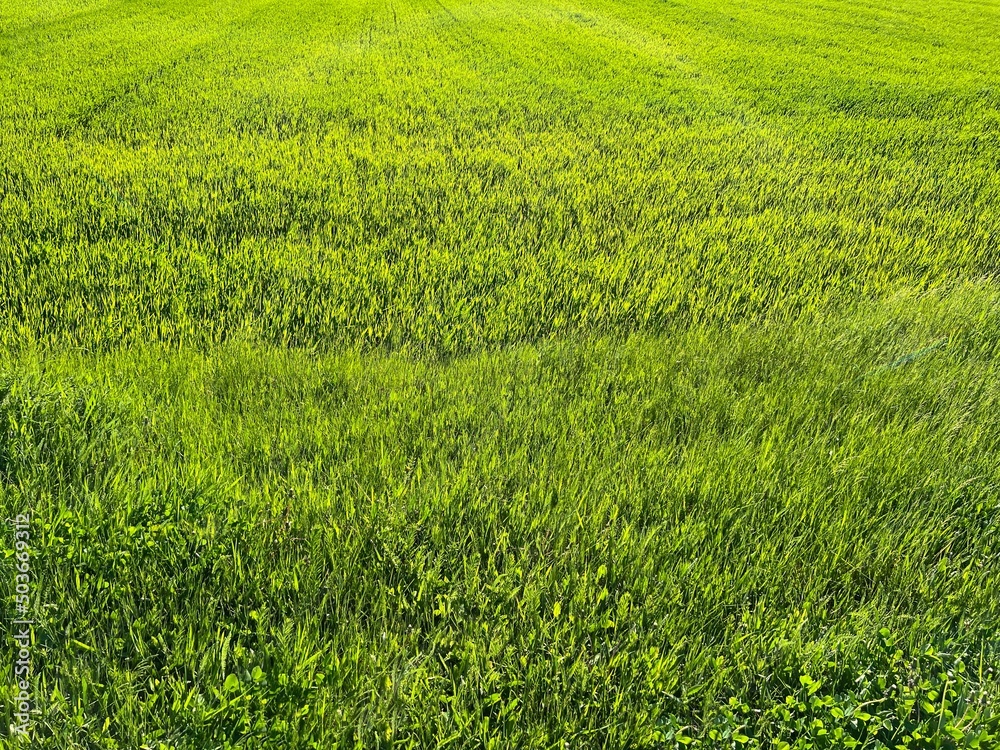 Green grass wheat field background. Fresh grassy meadow.