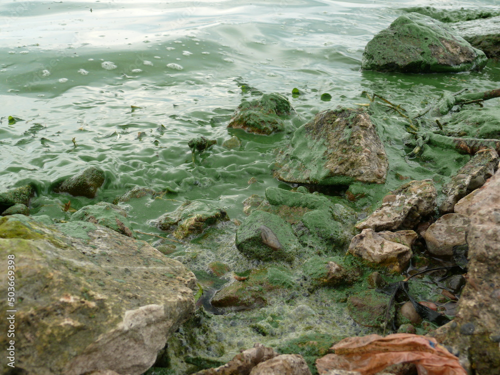 Fototapeta premium Waves of a reservoir, pond, rivers green from flowering, roll on coastal rocks, shore. Either hot weather leads to water blooming, or that it becomes stagnant due to hydroelectric structures and dams
