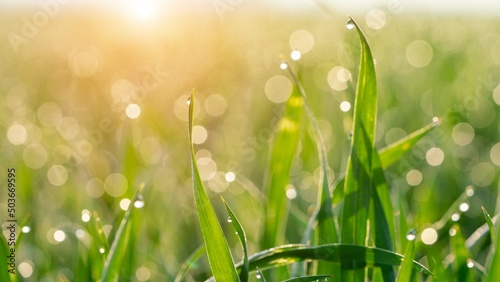 grass with dew drops and rays of the rising sun