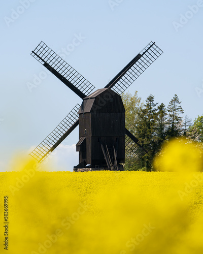 Old traditional wooden windmill in a canola field on the Swedish countryside in Scania, Sweden. Selective focus. photo