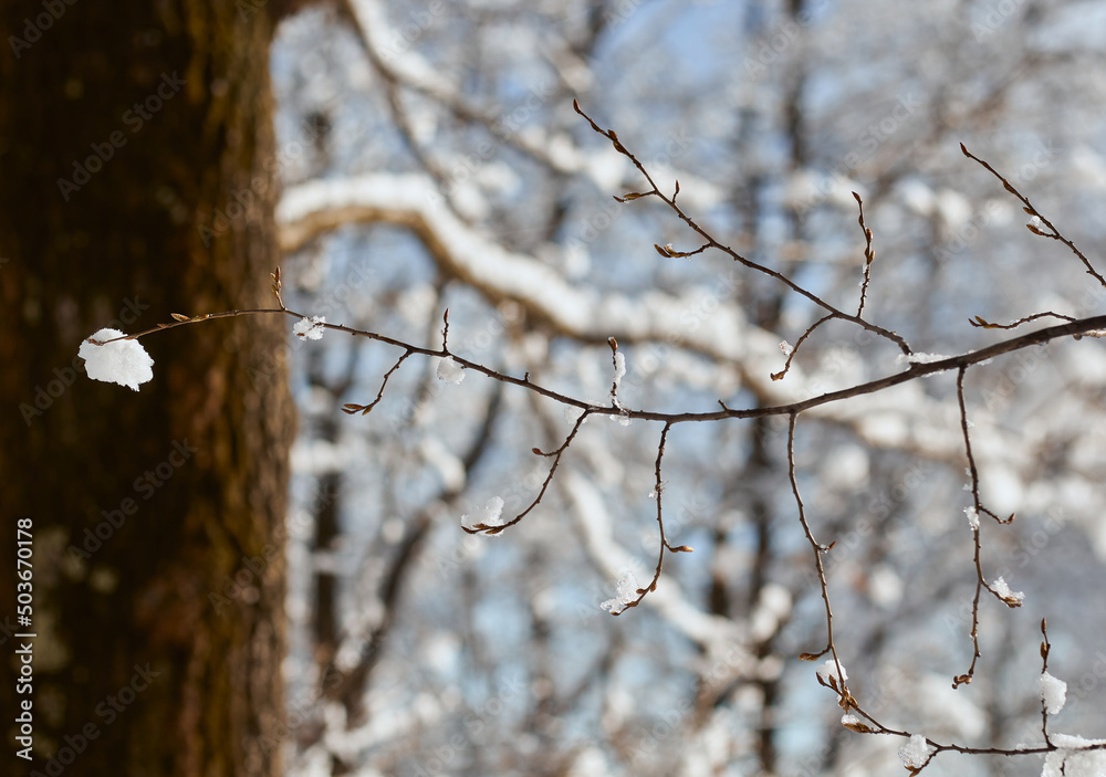 Snow covered branches in winter. Winter is a beautiful time of year. 