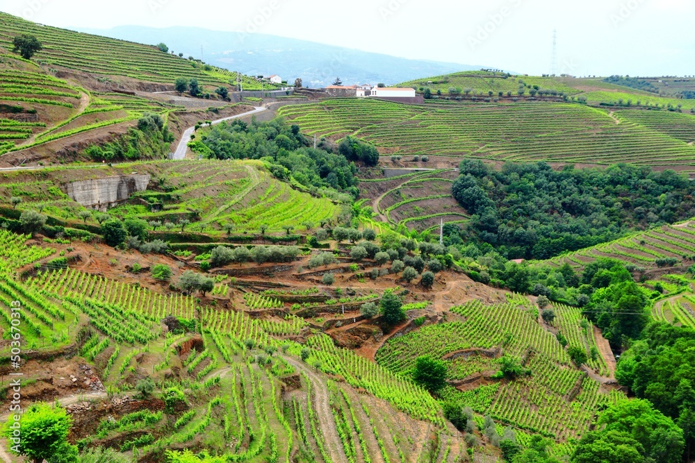 Portugal Alto Douro wine making landscape