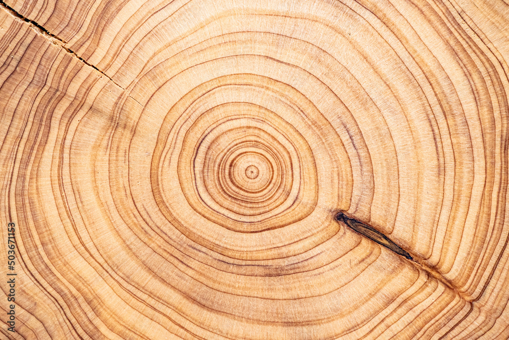 wood cut texture wood cut texture