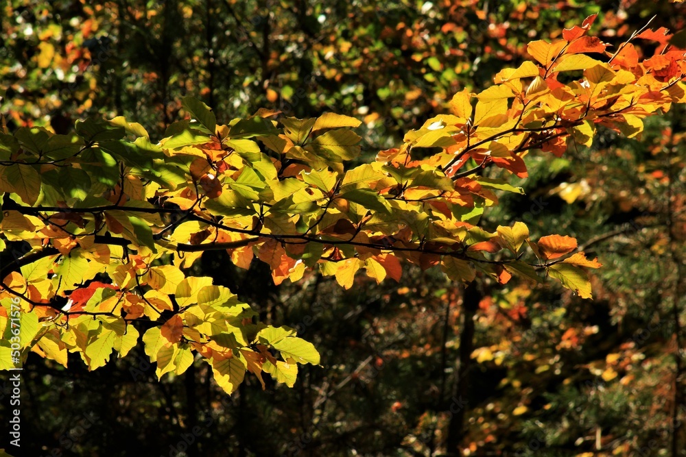 autumn leaves in the park autumn leaves in the park