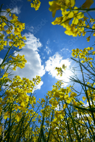 Rapspflanzen mit Blüten ragen in den blauen Frühlingshimmel und die Sonne scheint hinter einer weißen Wolke