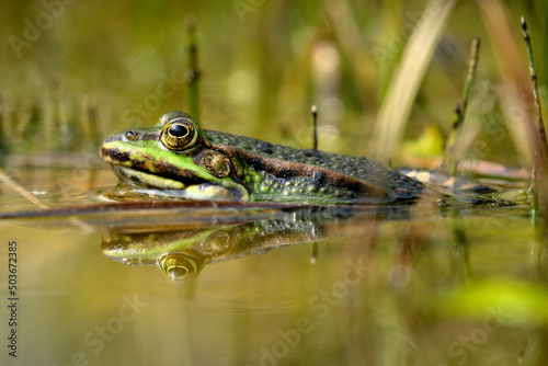 Ein grüner Frosch Spiegelt sich im Wasser eines Teiches