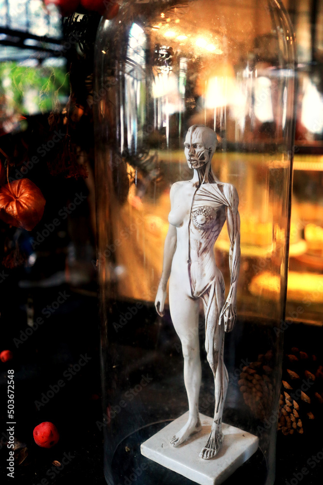 woman anatomy statue in display woman anatomy statue in display