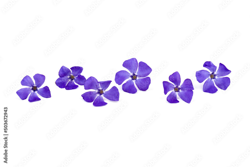 Blue periwinkles isolated on white background. Spring flowers. Blue periwinkles isolated on white background. Spring flowers.