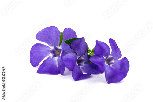 Blue periwinkles isolated on white background. Spring flowers.