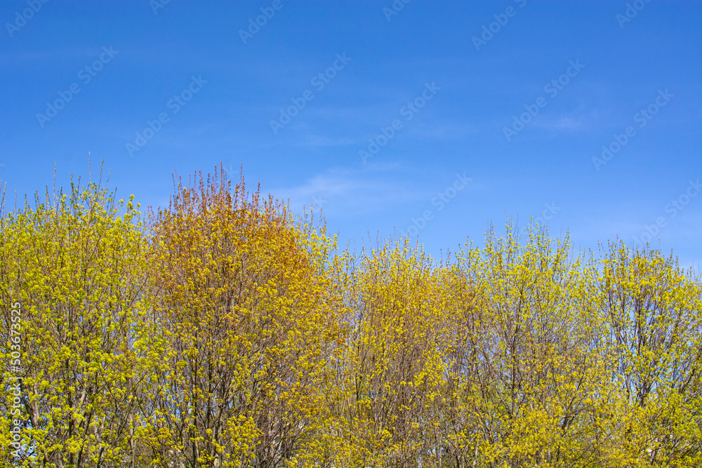 Fototapeta premium a beautiful blooming yellow tree against a blue sky background