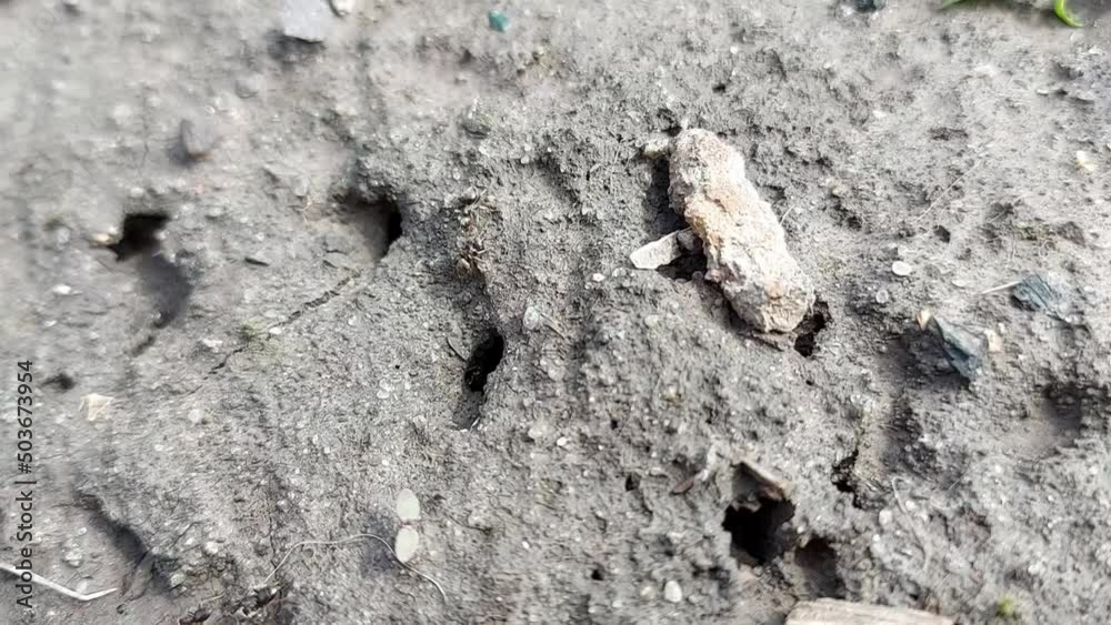 Ants run on the ground and crawl into an anthill. insects Ants run on the ground and crawl into an anthill. insects