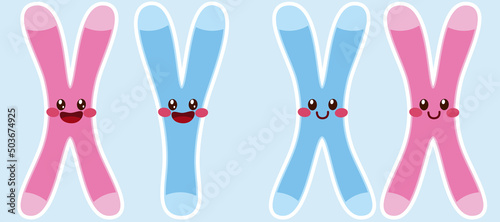 X and Y chromosome characters. Chromosomal drawing of female XX and male XY colored pink and blue. Illustration for biology, scientific, research, medical use