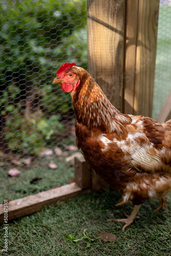 Side view of brown and white hen with red crest in cage at poultry farm