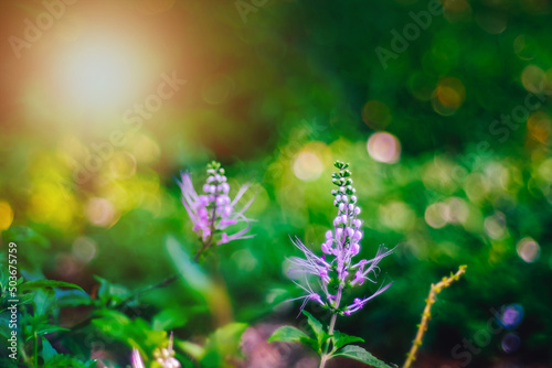 Close up violet lavender purple flower in morning sunlight 