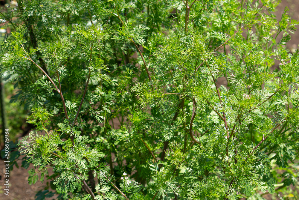 コリアンダー（パクチー）の栽培　（英: coriander; 学名: Coriandrum sativum）　春、日本、東京