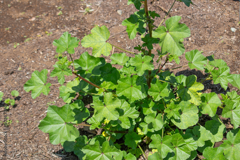 Obraz premium フユアオイ 学名：Malva verticillata 生薬名：トウキシ（冬葵子）、英名：チャイニーズ・マロー（Chinese mallow）