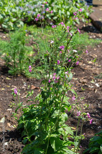 レッドキャンピオン（Red campion、学名：Silene dioica）、春に東京で撮影