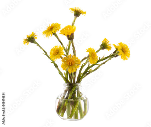 Tussilago farfara (coltsfoot) in a glass vessel on a white background © Viktor