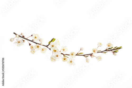Blossoming cherry branch with white flowers isolated on white background