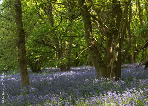 bluebells in the woods