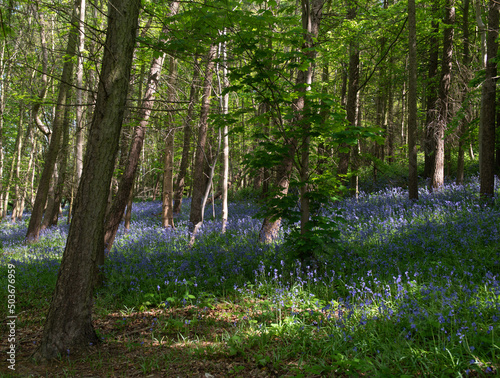 forest in spring