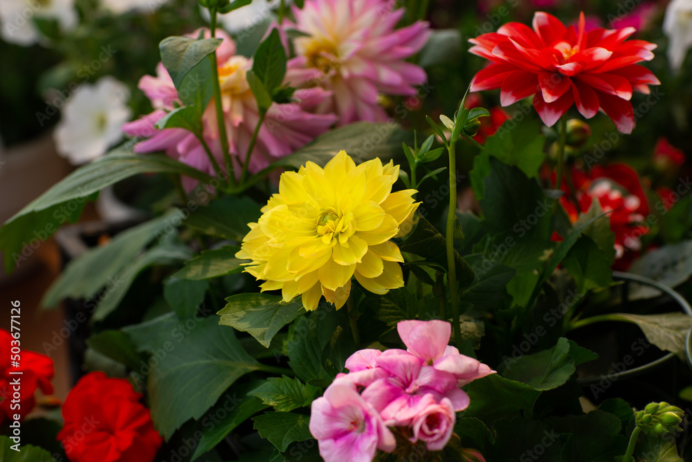 Multicolor chrysanthemums on a blurry background close-up. Beautiful bright chrysanthemums bloom in autumn in the garden. Multicolor chrysanthemums on a blurry background close-up. Beautiful bright chrysanthemums bloom in autumn in the garden.