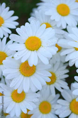 Macro Shot of white daisies in the summer garden.