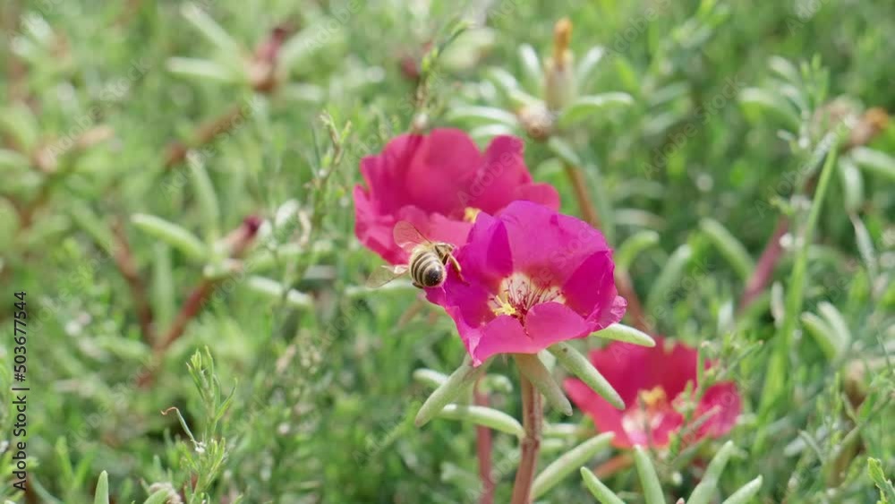 Slow motion of swarm of honeybee flying in spring field, macro, slow motion. Honey growing concept. Slow motion of swarm of honeybee flying in spring field, macro, slow motion. Honey growing concept.