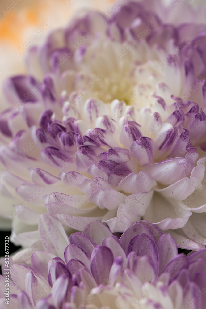 Purple and white chrysanthemums on a blurry background close-up. Beautiful bright chrysanthemums bloom in autumn in the garden.