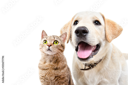 Portrait of cute labrador puppy and cat scottish straight together isolated on white background