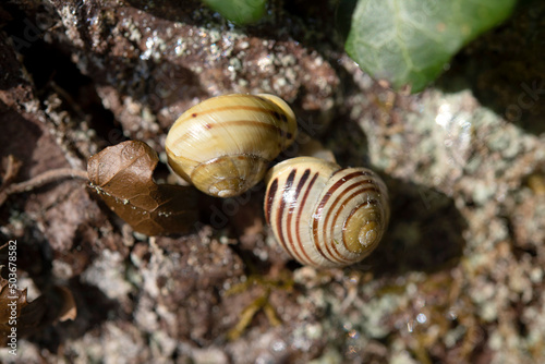 Macro photography with two snails