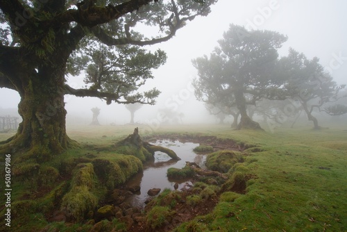 misty morning in the Fanal forest