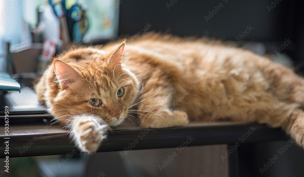 Beautiful ginger long hair cat lying on table at home..A cute cat lies on a wooden table.
