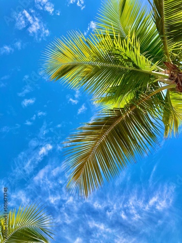 palm tree and blue sky