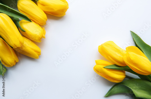 Delicate yellow tulips on white background
