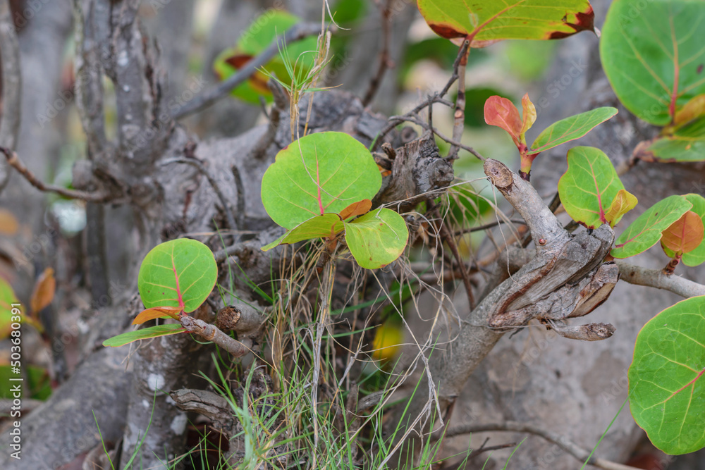 Photographs of vegetation and beach plants taken on a sunny morning, with a Cold tone.
In the photos you can see flowers, leaves, trunks, various shades of green and brown, sand, fruits, clusters of Photographs of vegetation and beach plants taken on a sunny morning, with a Cold tone.
In the photos you can see flowers, leaves, trunks, various shades of green and brown, sand, fruits, clusters of