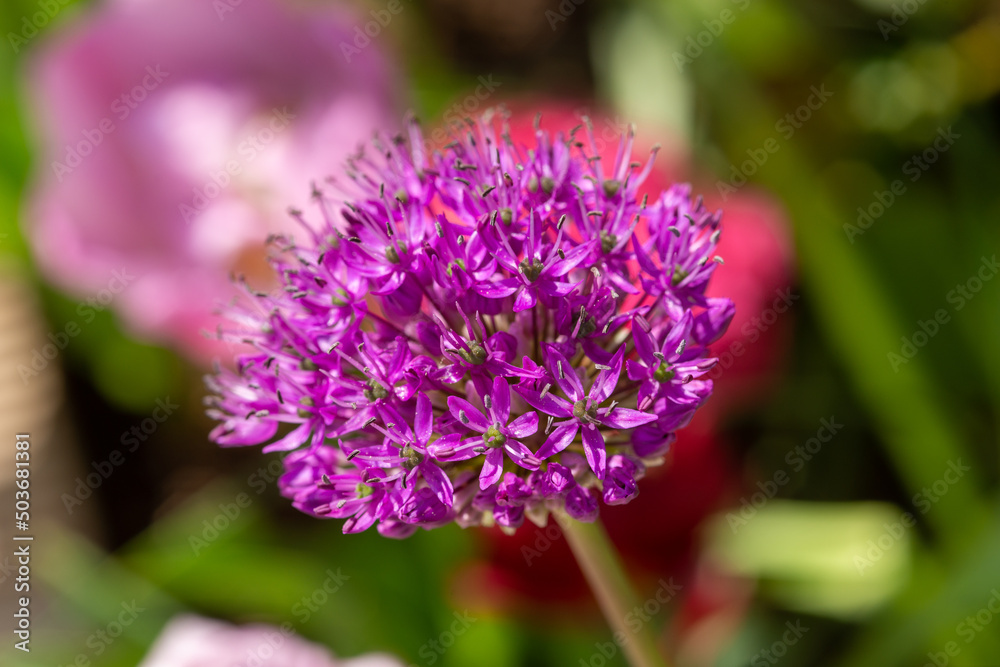 close up of beautiful ornamental onion flower, purple color close up of beautiful ornamental onion flower, purple color