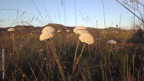 Beautiful closeup of white Paepalanthus flower on sunset in the mountain in Minas Gerais, Brazil. Concept of nature, travel, tourism, landscape, plant. photo