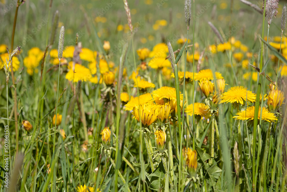 Meadow of dandelion in spring - beauty of nature Meadow of dandelion in spring - beauty of nature