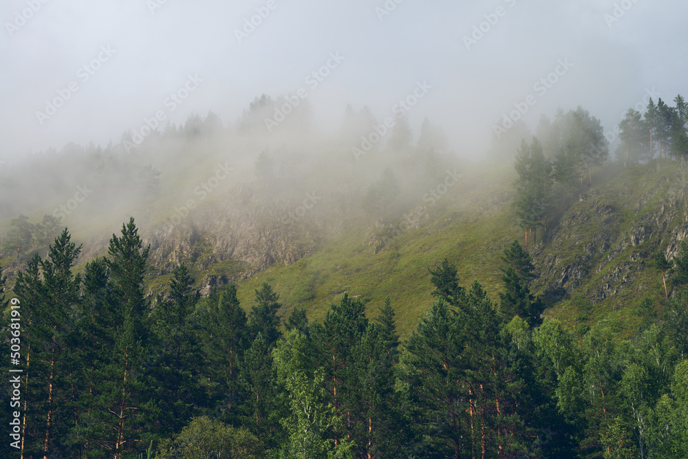 Trees in the fog. The smoke in the forest in the morning. A misty morning among the trees. Trees in the fog. The smoke in the forest in the morning. A misty morning among the trees.