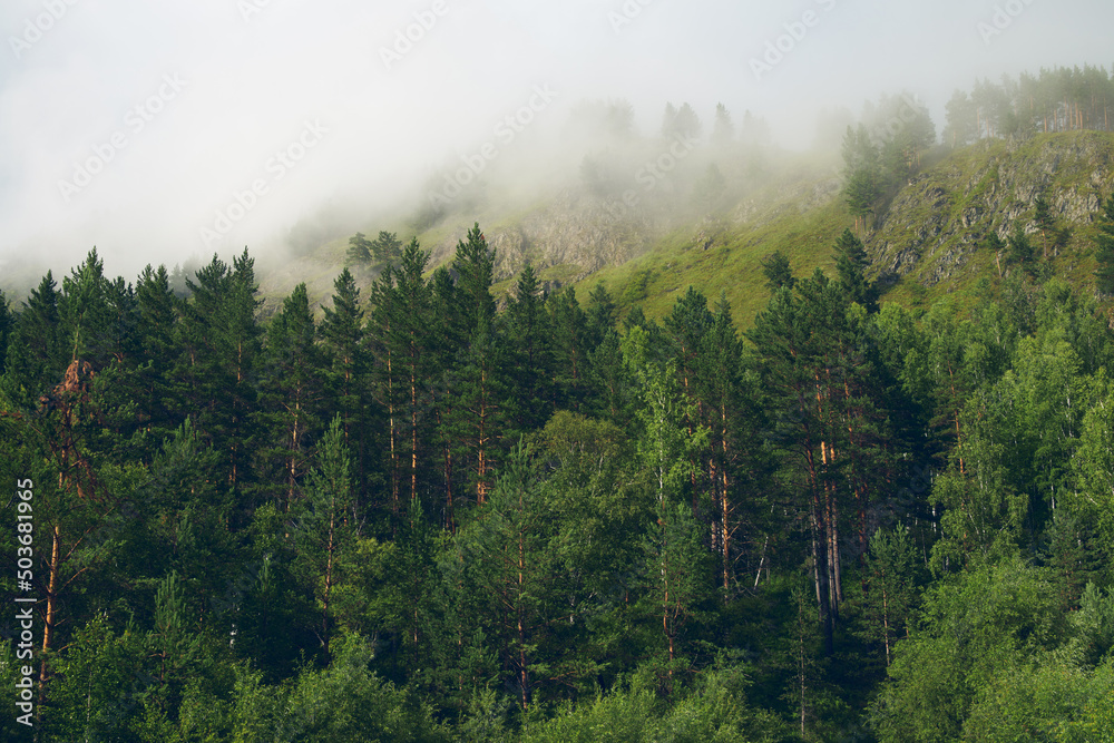 Autumn forest. Misty landscape with fir forest in hipster vintage retro style Autumn forest. Misty landscape with fir forest in hipster vintage retro style