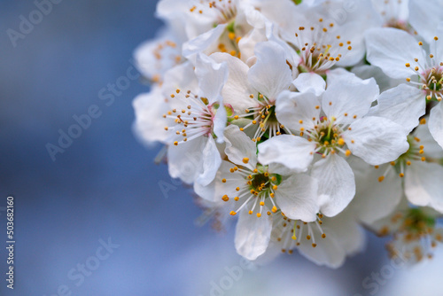 Fototapeta Naklejka Na Ścianę i Meble -  Close-up apricot flower blossom at spring time in Ukraine