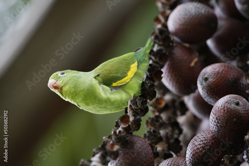 Low angle shot of green rose-ringed parakeet perching on buriti fruit photo